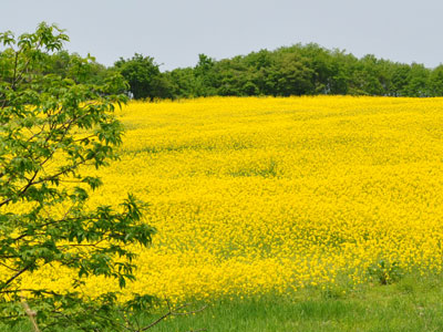 菜の花～秋田県大仙市小種地区