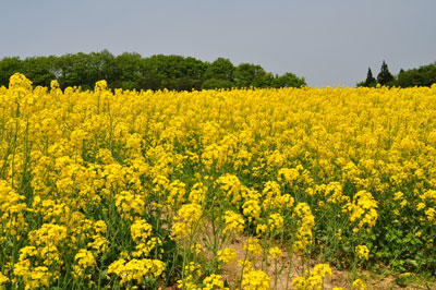 菜の花～秋田県大仙市小種地区