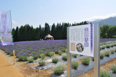 美郷町ラベンダー園